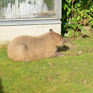 Capybara resting in the sun