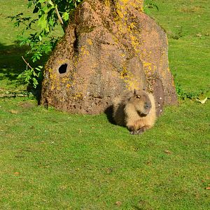Capybara resting in the sun
