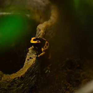 Yellow-banded Poison Dart Frog