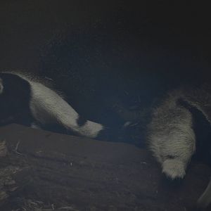 Giant Anteater