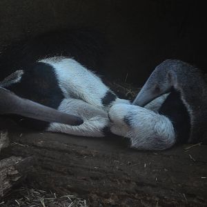 Giant Anteater