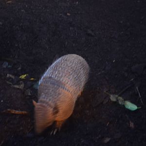 Six-banded Armadillo