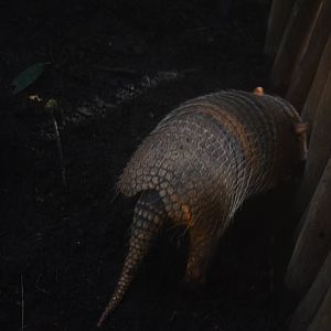 Six-banded Armadillo