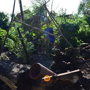 South American coati exhibit