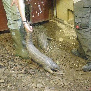 Chinese pangolin, Leipzig