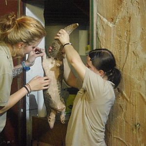 Chinese pangolin, Leipzig