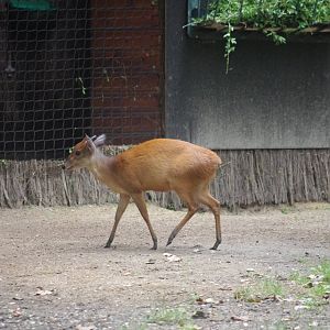 Natal or Red Duiker