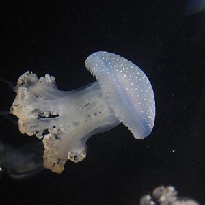 Spotted Jellyfish