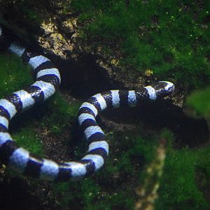 Blue-lipped Sea Krait