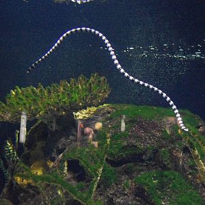 Blue-lipped Sea Krait