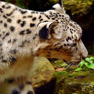 snow leopard