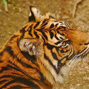 sumatran tiger