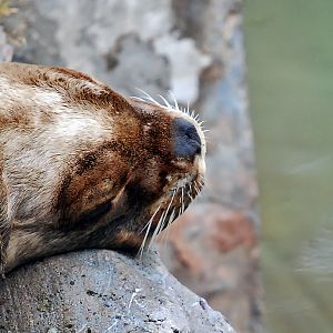 patagonian seal lion