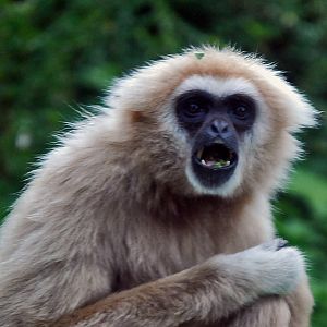 white handed gibbon