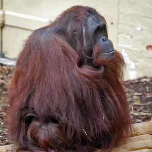 orangutan