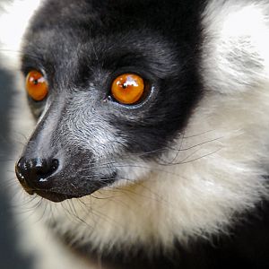 black and white ruffed lemur