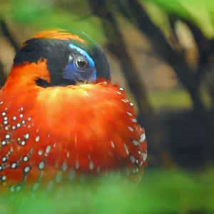 temminck tragopan