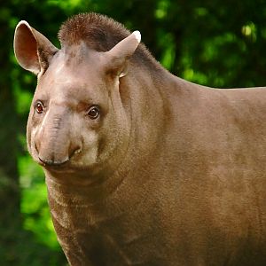 brazilian tapir