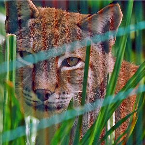 Eurasian Lynx chloe