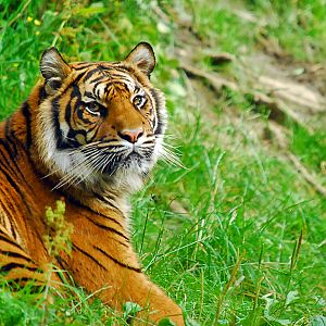 sumatran tiger