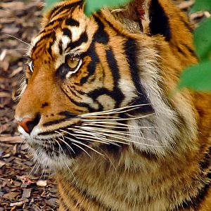 sumatran tiger