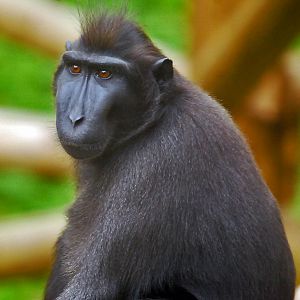 Sulawesi Crested Black Macaque