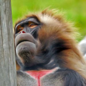 Gelada Baboon
