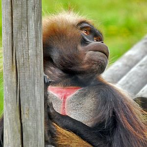 Gelada Baboon