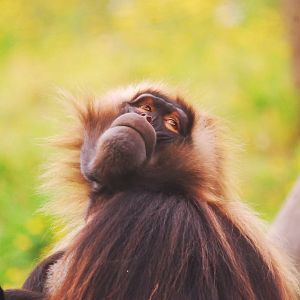 Gelada Baboon