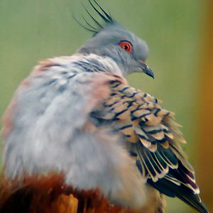 crested dove