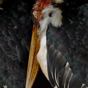 marabou stork