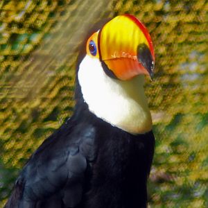 toco toucan