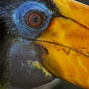 Wrinkled Hornbill