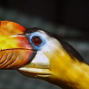 Wrinkled Hornbill