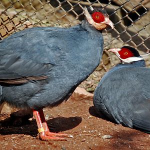 blue eared pheasent