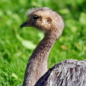 darwins rhea