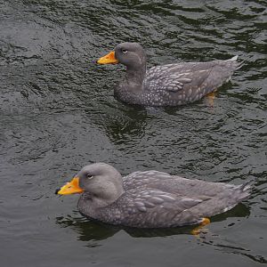 Magellan Steamer Duck