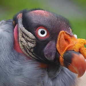 King Vulture