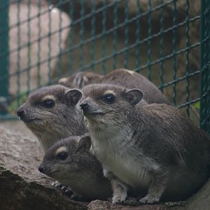 Yellow-Spotted Rock Hyrax