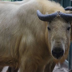 Shanxi or Golden Takin