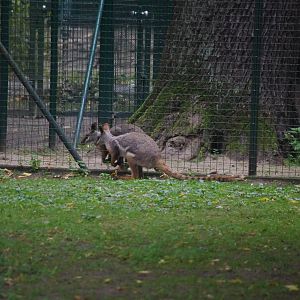 Yellow-footed or Ringtailed Rock Wallaby