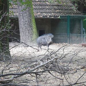 Chacoan Peccary