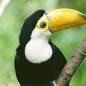 Young Toco Toucan 9th September 2012