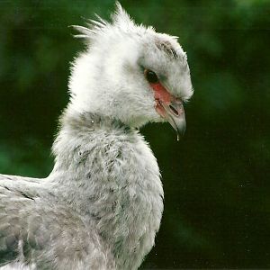 Southern Screamer 9th September 2012