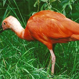 Scarlet Ibis 9th September 2012