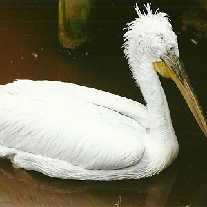Dalmation Pelican 9th September 2012