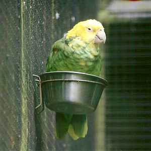 Double Yellow-headed Amazon 9th September 2012