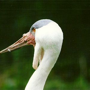 Wattled Crane 9th September 2012