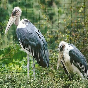 Marabou Storks 9th September 2012