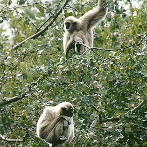 Lar Gibbons 9th September 2012
